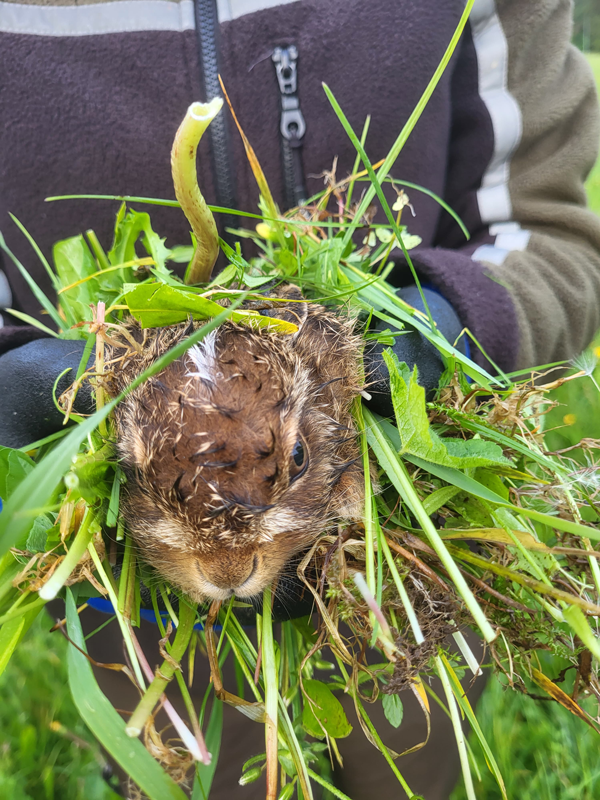 Hasenfund in der Wiese
