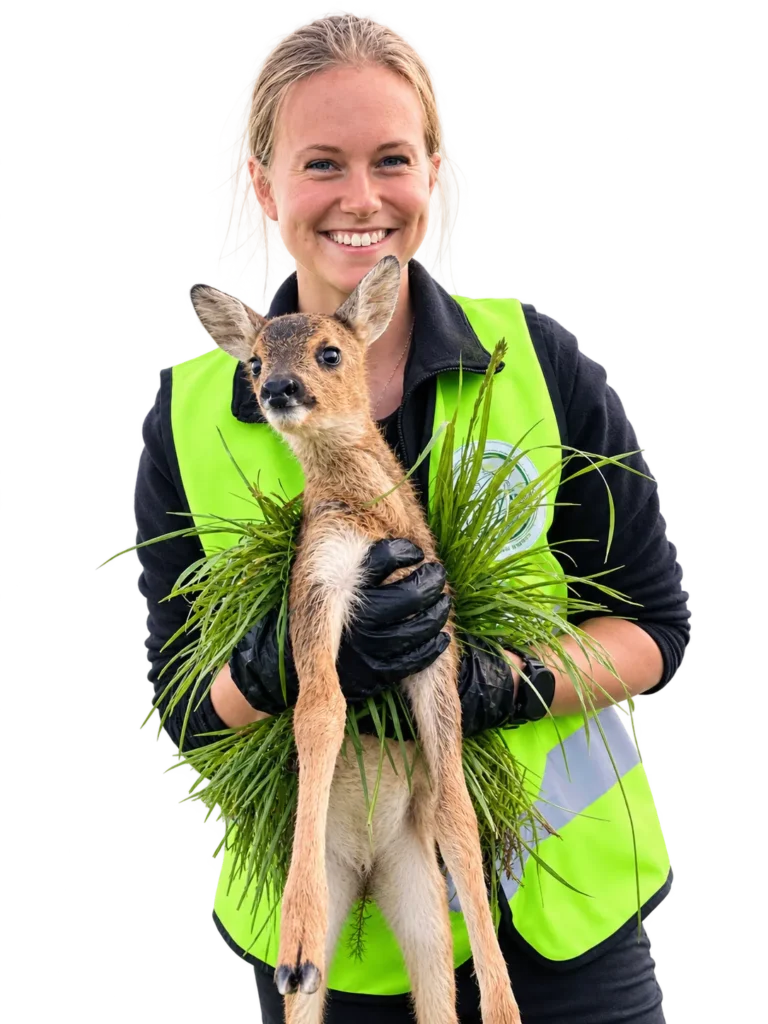 Rehketzretterin mit Kitz Rehkitzretterin hält mit Handschuhen und Grasbüschel das geborgene Rekitz